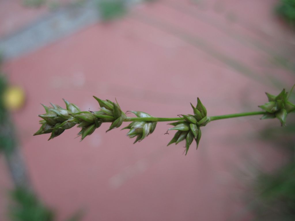 Carex divulsa / Carice separata